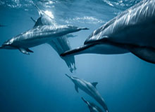 乐鱼体育登入-全明星投篮之星大赛 尼克斯队击败卡梅隆队夺冠